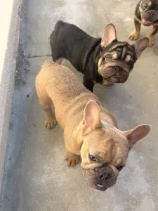 Französische Bulldogge - Moofawn