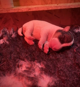 Foxterrier Drahthaar - Foglalt! Dasa Born Of Eastern Curse