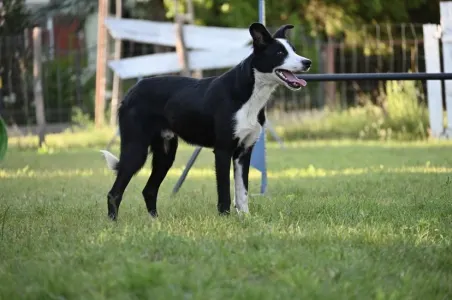 Border Collie - Graham