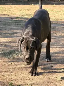Cane Corso Italiano - Teresa