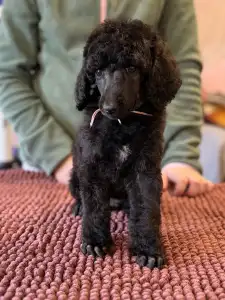 Óriás uszkár - Black Girl