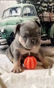 Bulldog francese - Steel Wing Bullz Ronan