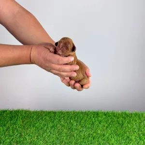 Cavalier King Charles Spaniel - Jay-Jo