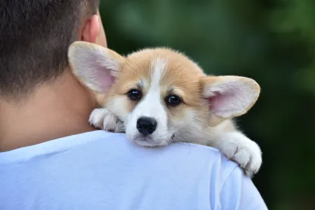Corgi galez Pembroke - Gingers Heritage Golden Spirit Of Crete