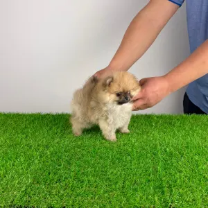 Szpic miniaturowy - Wenka