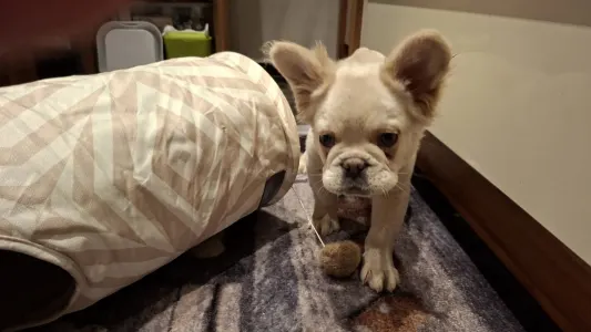 Francia bulldog - Nepomuk (fluffy)