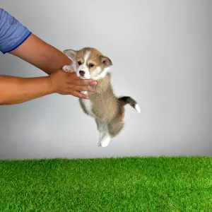 Welsh Corgi Pembroke - Dessy