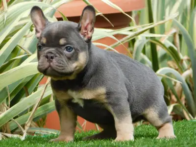 French Bulldog - Edna