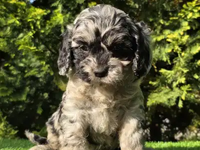 Cavapoo - Merida
