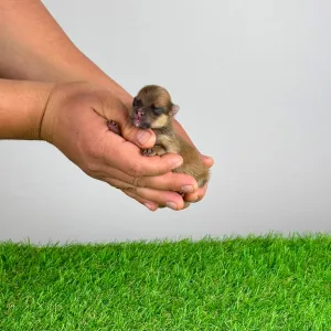 Spitz tedesco piccolo - Comet