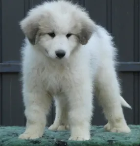 Pyrenean Mountain Dog - Candybelldream El Bundy