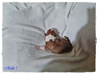 Amerikai staffordshire terrier - Gangster Bro