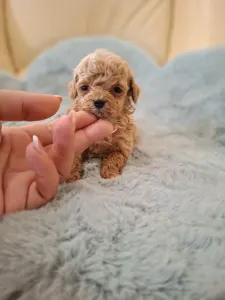 Maltipoo - Maltipoo Toy F