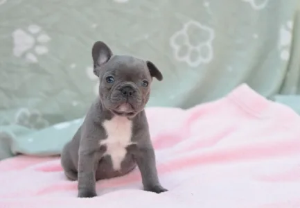 Francouzský buldoček - Milady