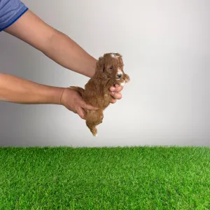 Poodle Miniature - Luca