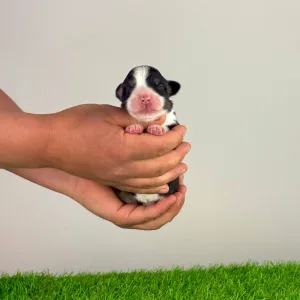 Australian Shepherd - Elany