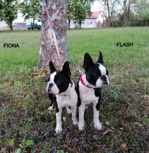 Terrier de Boston - Tibet-Gyöngye