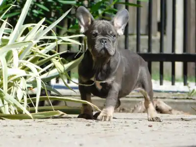 Buldog francuski - Donnie