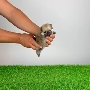 German Pomeranian Spitz - Genius