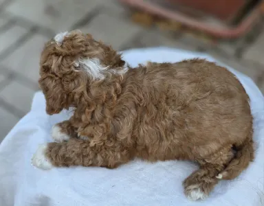 Cavapoo - Ariel