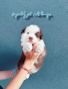 Australian Shepherd - Budnat Aussies High On Sugar