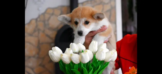 Welsh Corgi Pembroke - Terence Hill