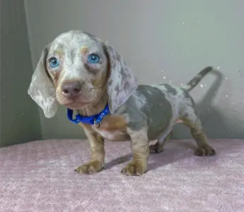 Dachshund - Victor