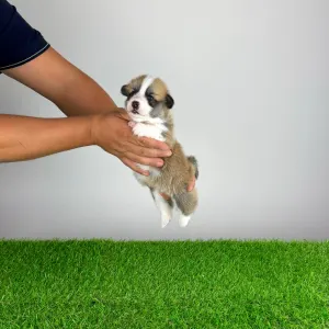 Welsh Corgi Pembroke - Barbarella
