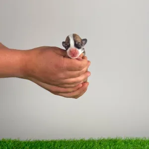 Pembroke Welsh Corgi - Yuri