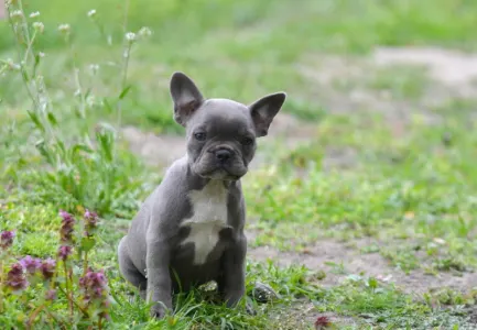 Francouzský buldoček - Milady