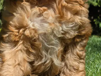 Cavapoo - Mendosa