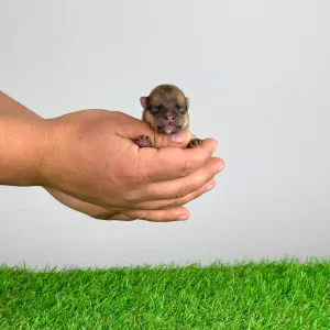 Spitz tedesco piccolo - Comet