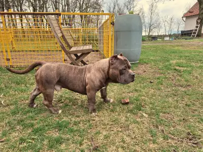 American Bully - Pocket - Dakota