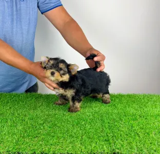 Yorkshire Terrier - Zico