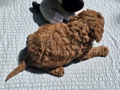 Cavapoo - Jonathan