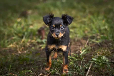 Russian Toy Terrier - Charlie Chaplin