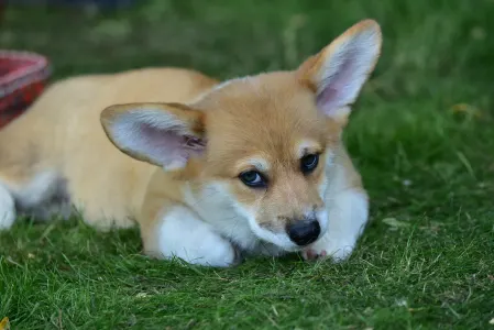 Welsh Corgi Pembroke - Gingers Heritage Lord Aeron
