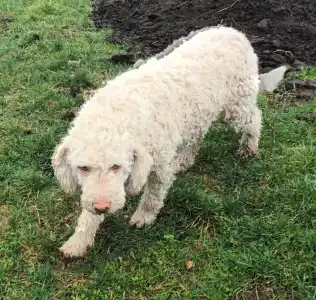 Lagotto Romagnolo - Adele