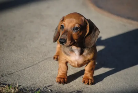 Dachshund - Olaf