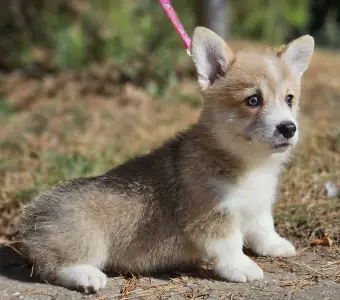 Pembroke Welsh Corgi - Nina