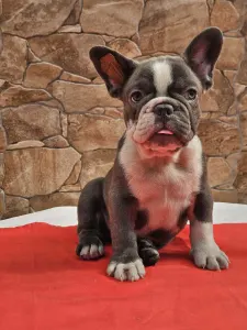Francuski buldog - Dodo