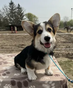 Corgi galez Pembroke - Lilibeth’s Favourite Blake 