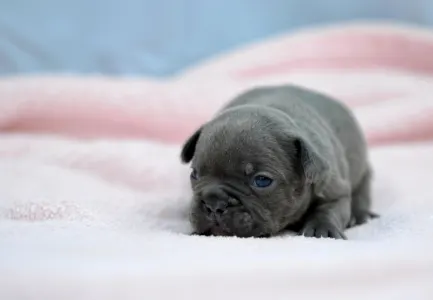 Bulldog francez - Madeleine 