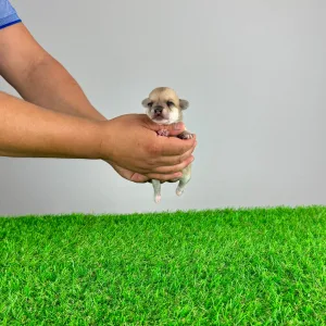 Chihuahua - Lita