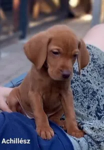 Hungarian Short-haired Vizsla - Becses Vadász Achillész