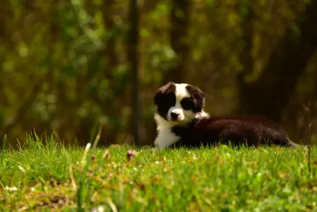 Border Collie - Gingers Heritage Lily Blossom