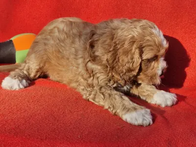 Cavapoo - Chanel