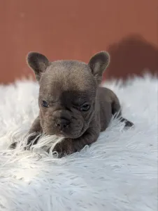 French Bulldog - Léna