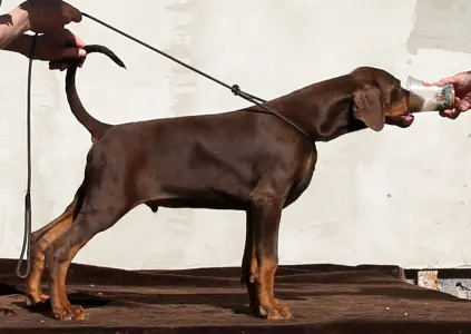 Dobermann - Barnabás