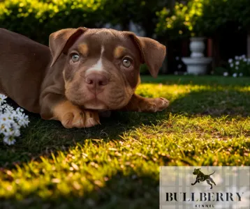 Amerikai Bully - Standard - Loganberry